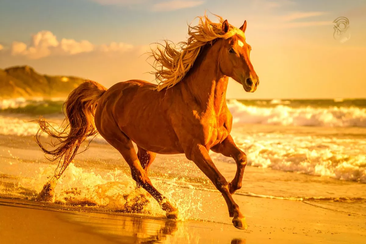 Tuổi Ngọ nên đeo đồng hồ gì